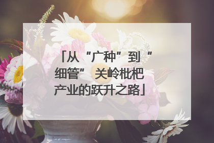 从“广种”到“细管” 关岭枇杷产业的跃升之路